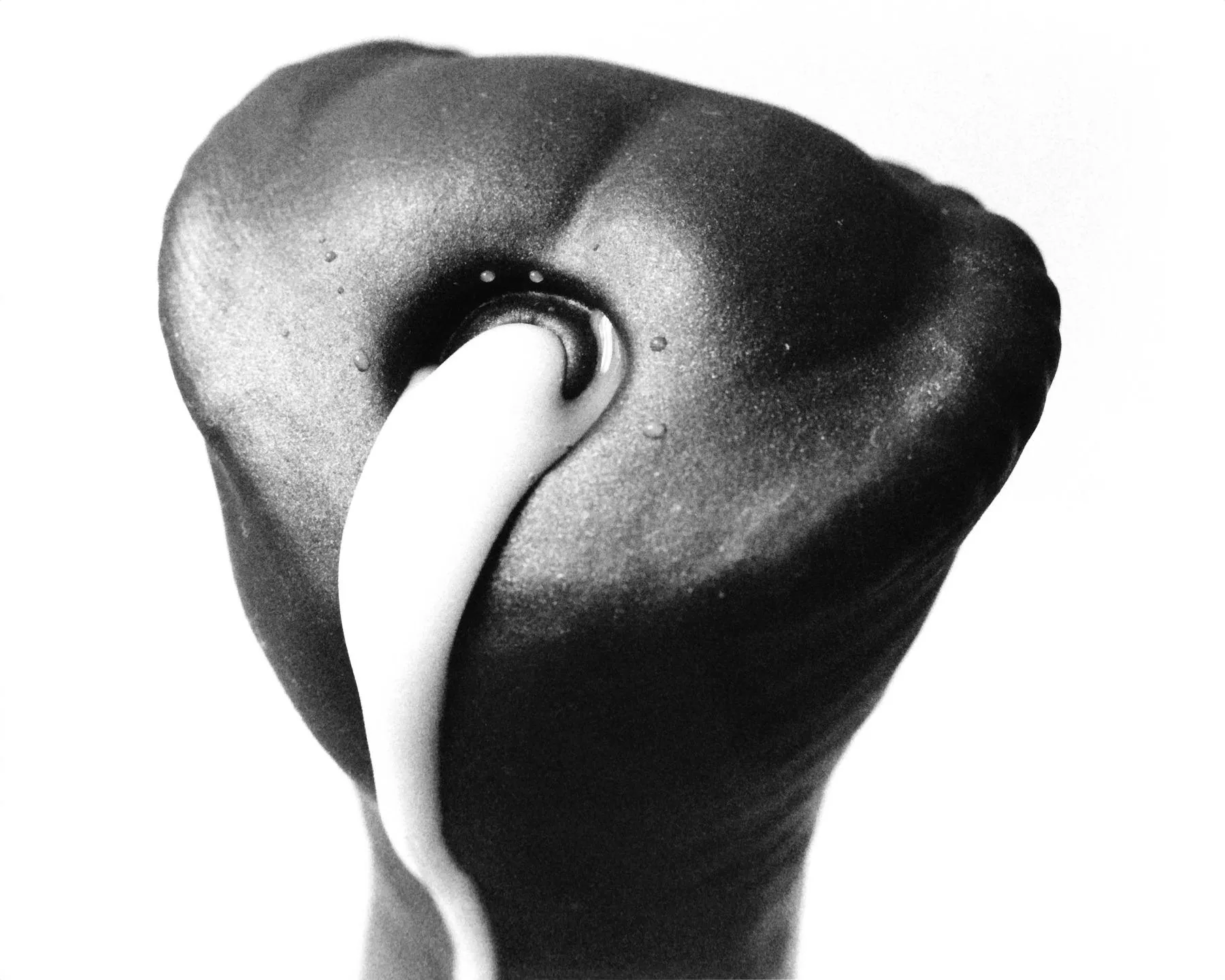 Chance Is Eager posted by efy-the-fox