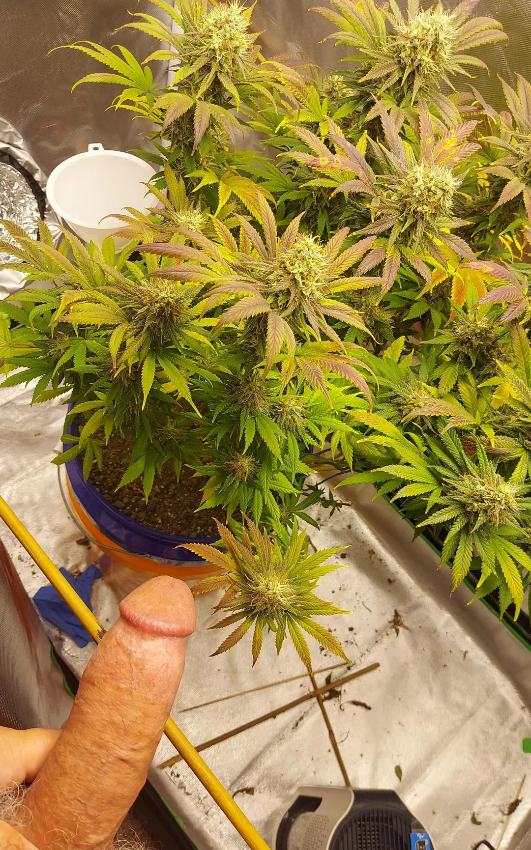 Nearly party time! (M)  posted by LuvSoCal