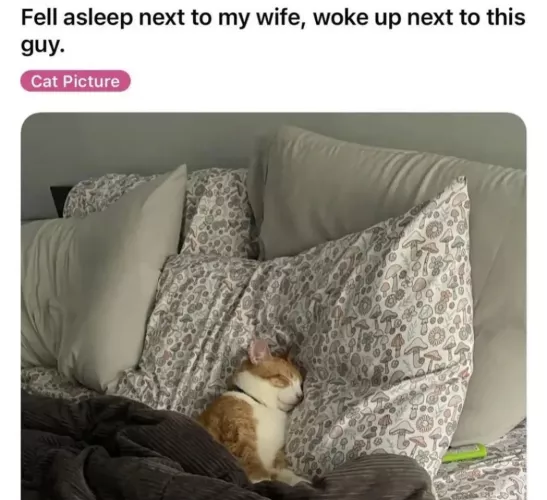 (F Human -> M Cat) by Detroit_218