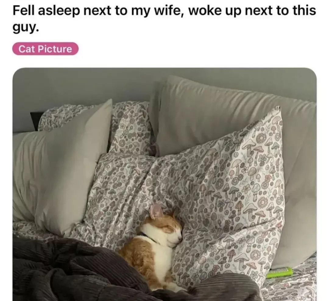 (F Human -> M Cat) posted by Detroit_218