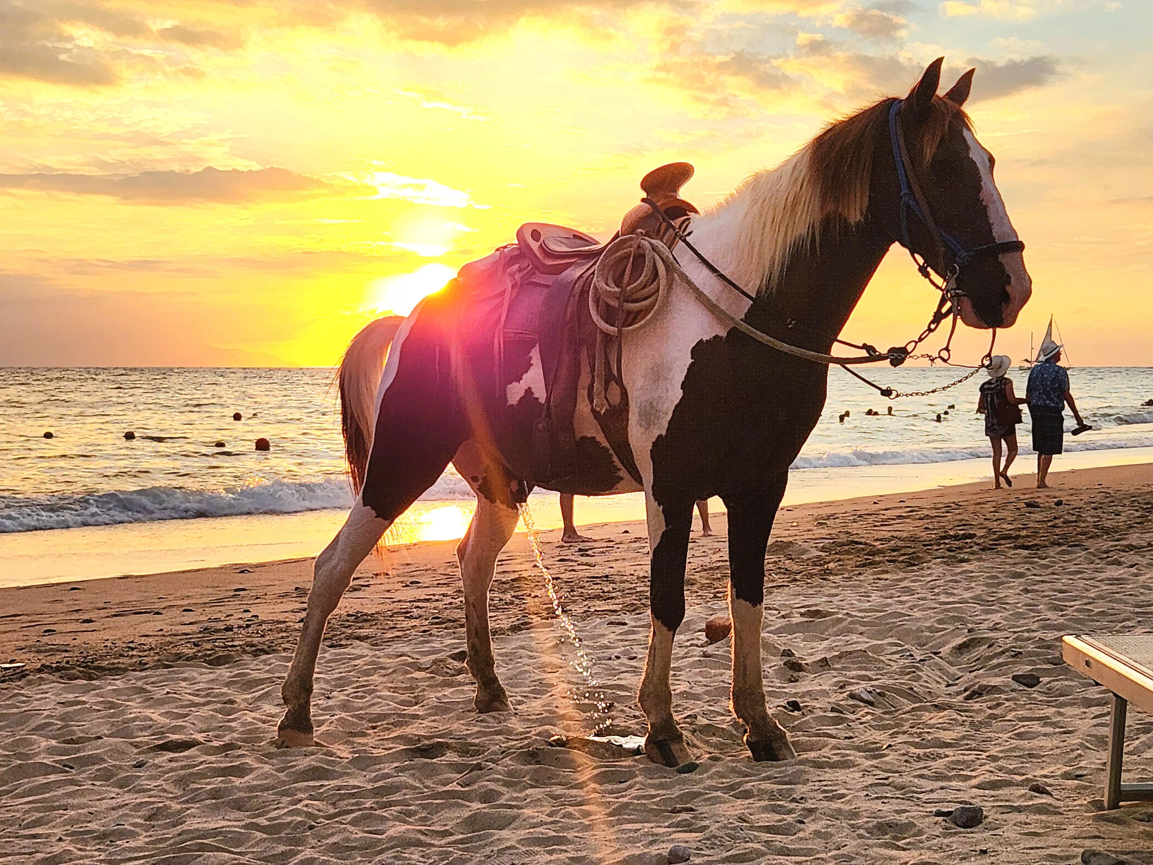 Majestic. posted by IndigoInferno621