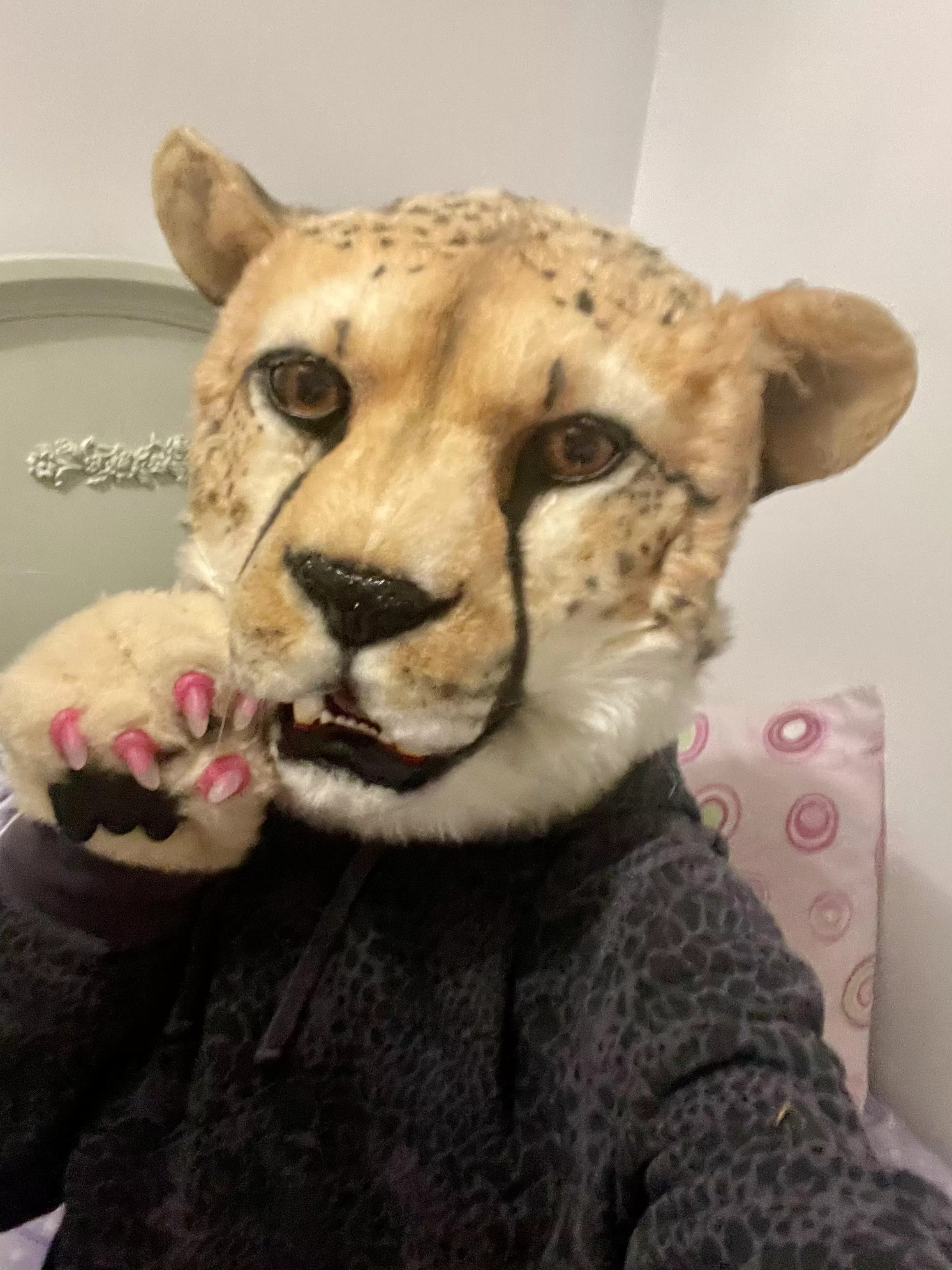 Say hai to my new (to me) cheetah partial !! 🐆 posted by Top_Fix7753