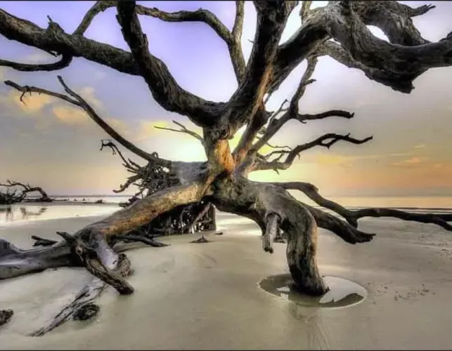 Driftwood Beach, Jekyll Island, Georgia  by Shes-Fire