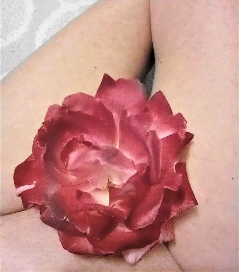 Kiss from a rose posted by Crafty510