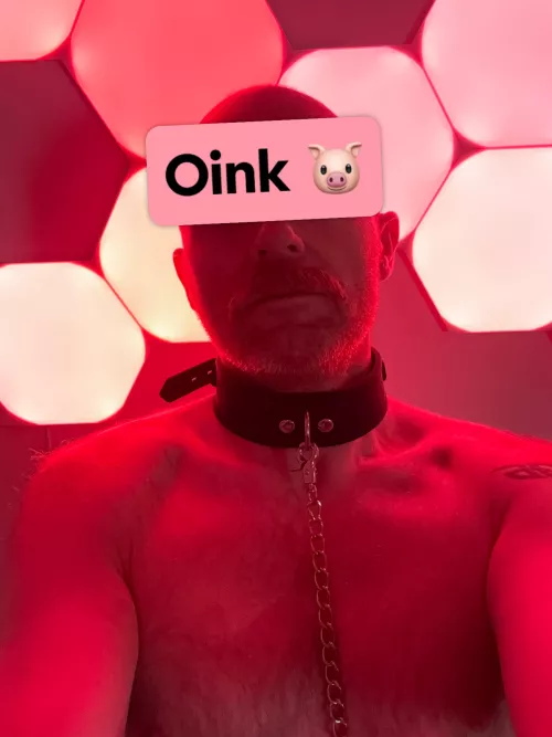 New collar, new me by Edin_Pig