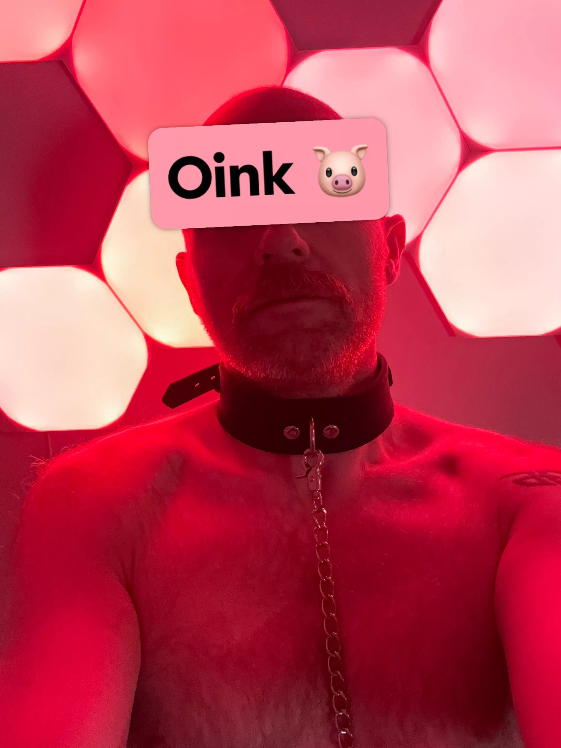 New collar, new me posted by Edin_Pig