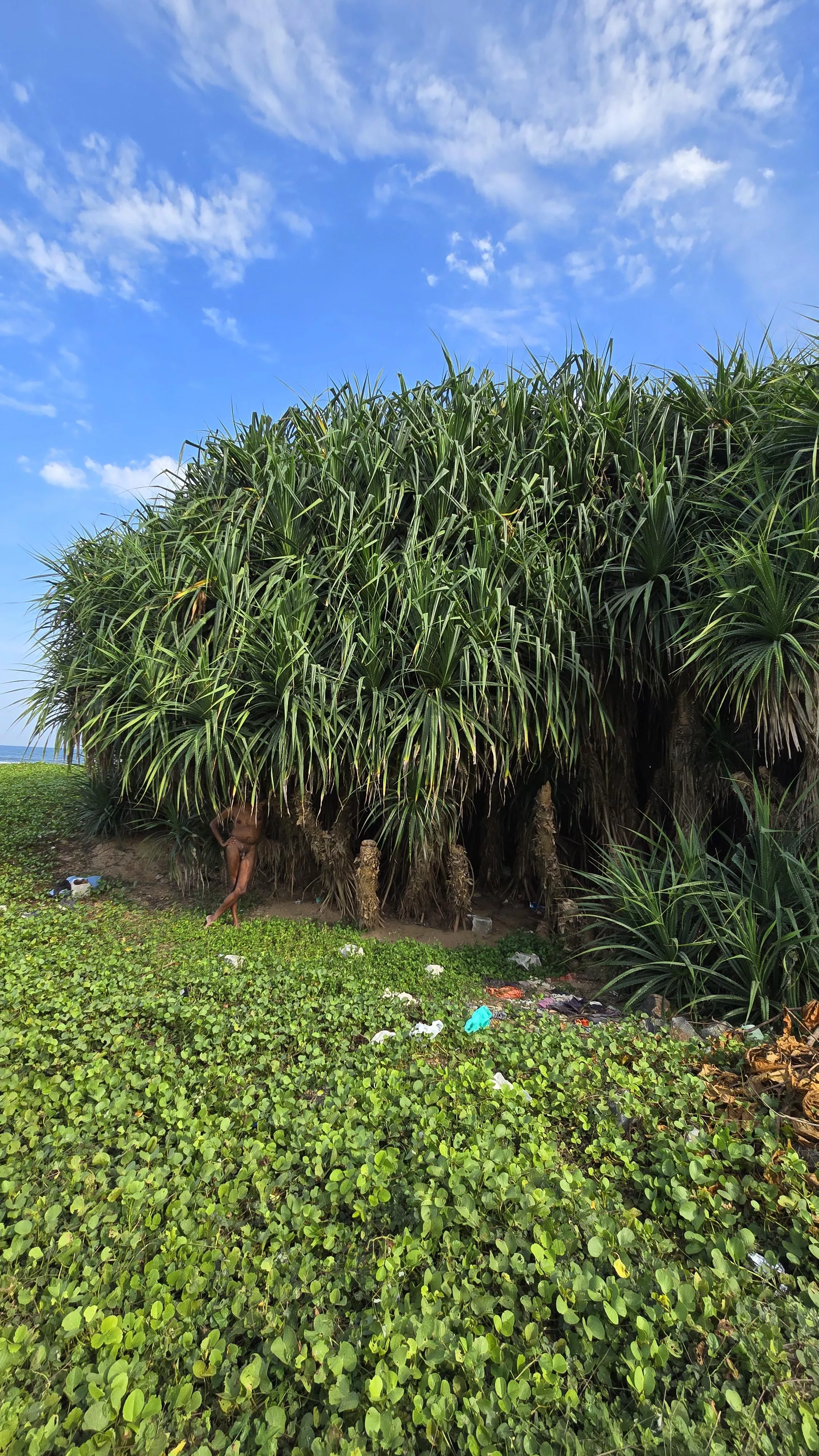 Nude in nature. Finding a quiet place by the beach in India's south east coast to stay protected from the harsh sun 🌞  posted by FabulousSir6485