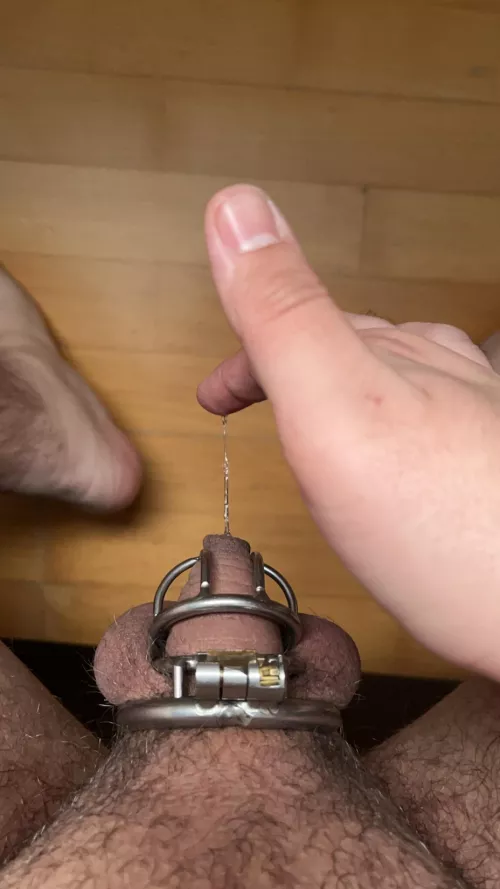 Bought the xs cage, still too big by donges69x