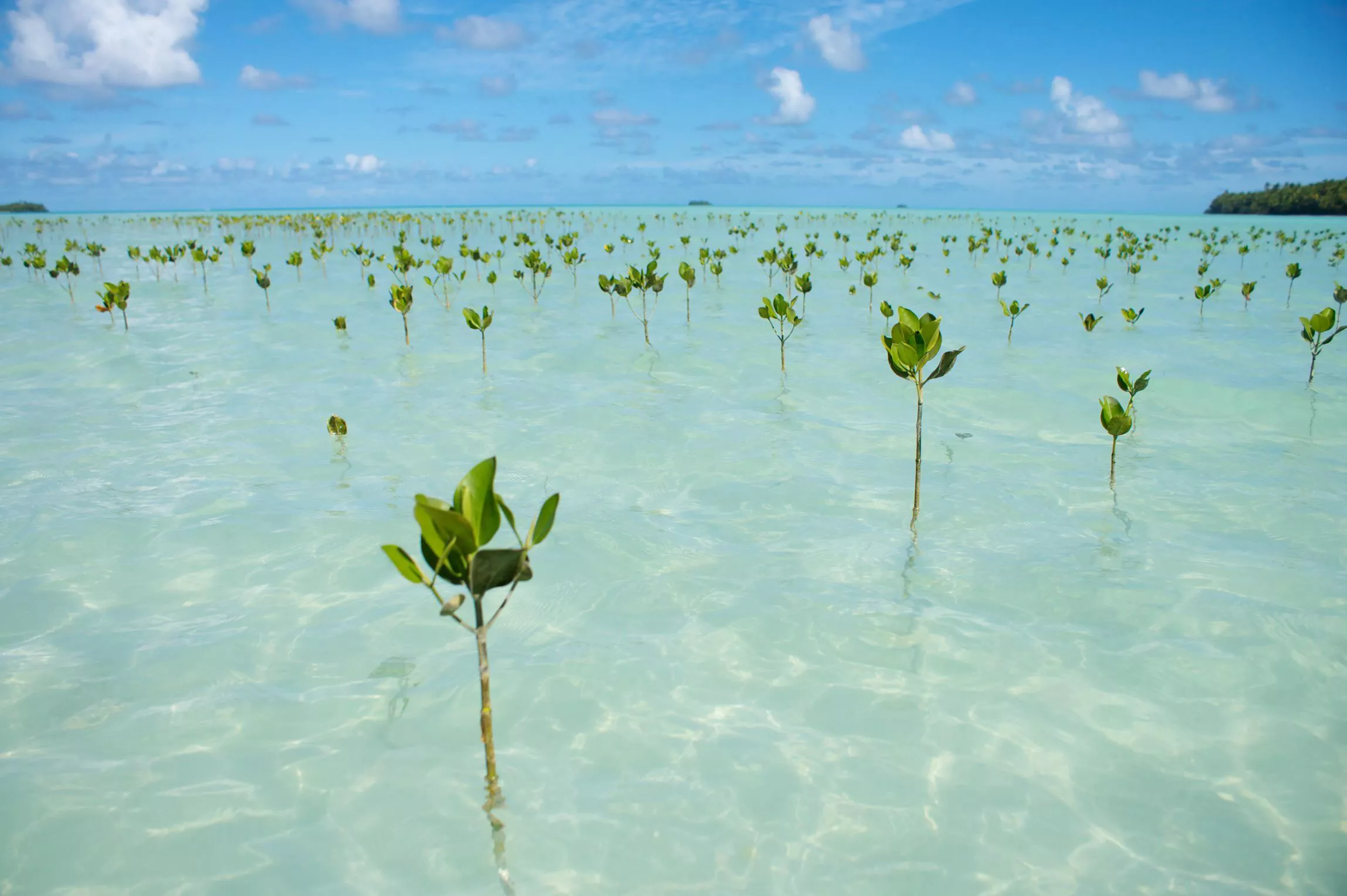 Planted mangroves at a beach in Funafuti, Tuvalu, one of the smallest countries on earth  posted by colapepsikinnie