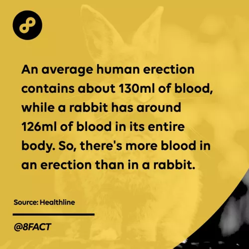 How small can rabbits get? by No_Contribution1900