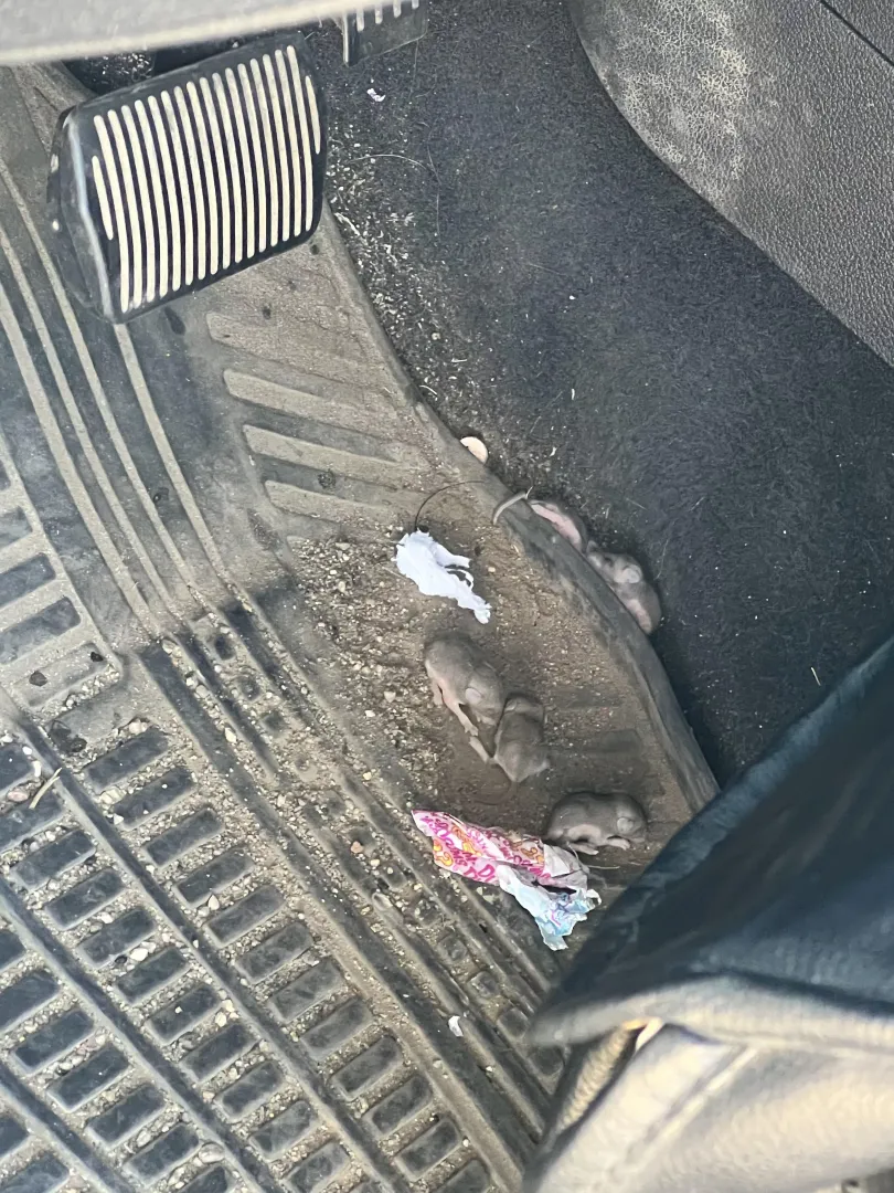 There is a mouse nest in my car. by solpi