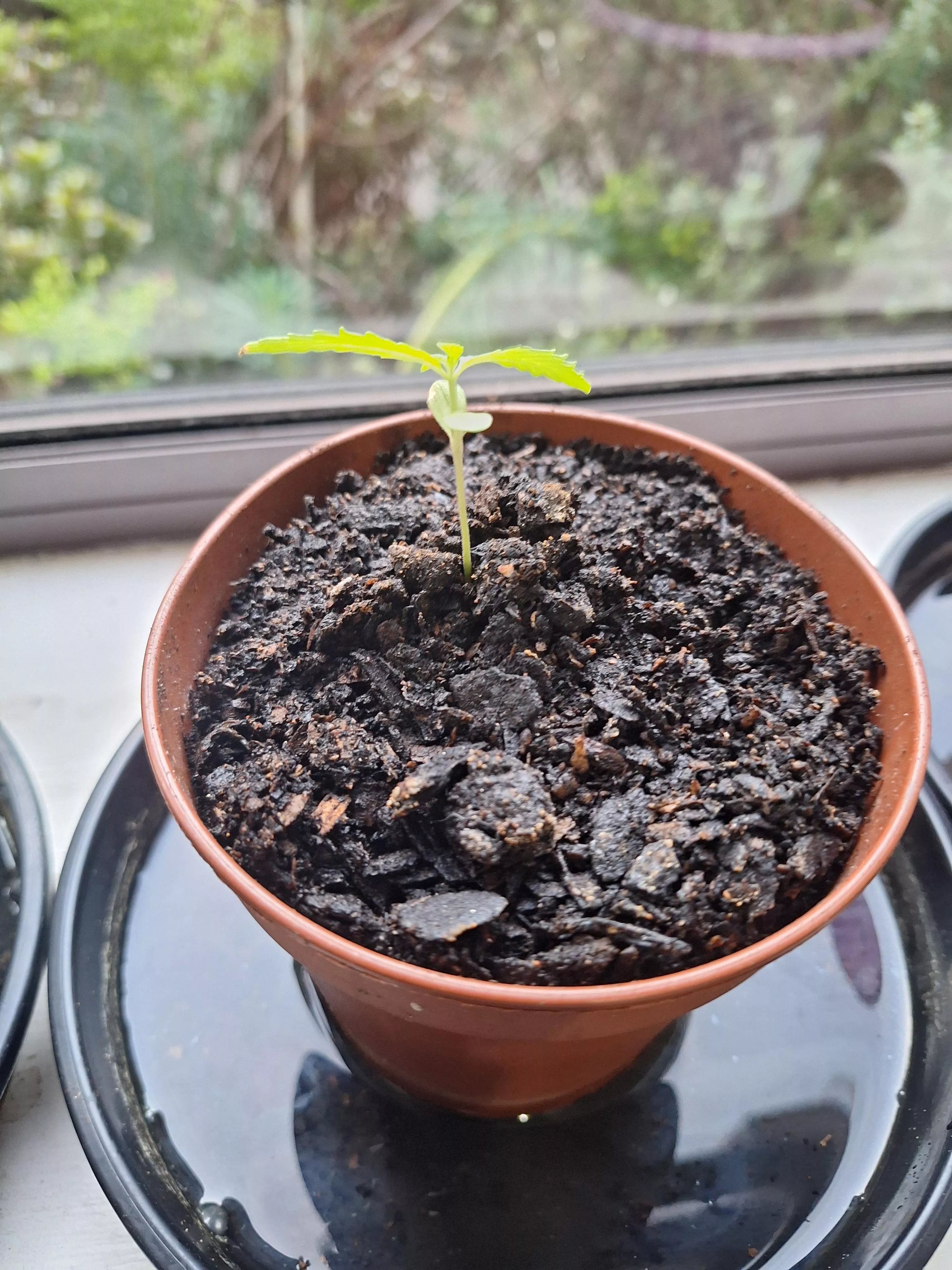 new babies posted by xgypsybellax