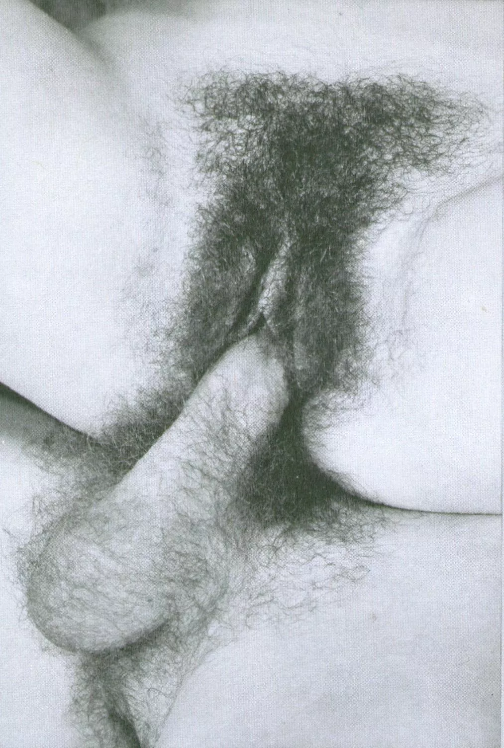 Classic bush  posted by ThongPo_007