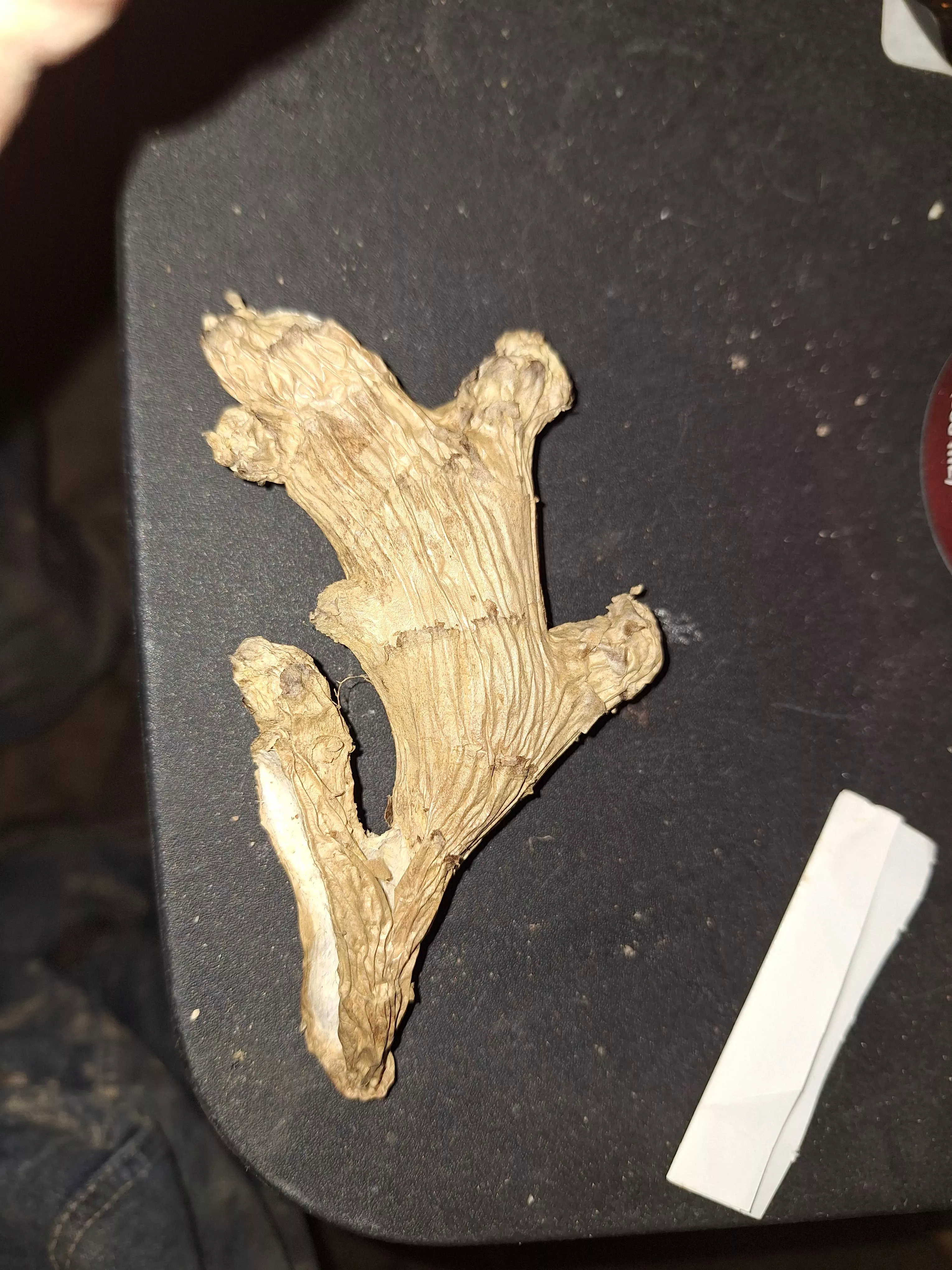 Anyone  posted by cbtfunwithme