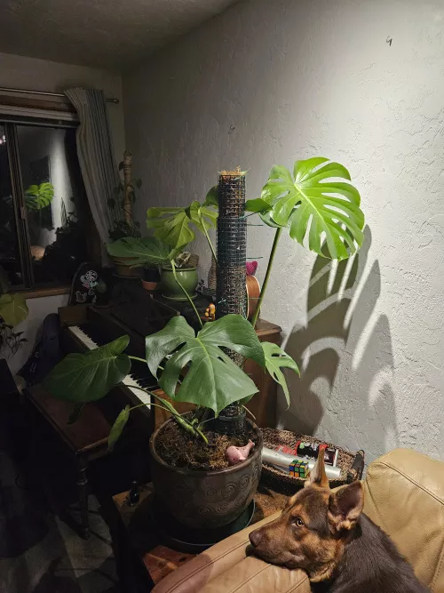 My houseplants are beautiful. Don't you wish I spent an ounce of the time on you as I do on them?  by deitymonstera