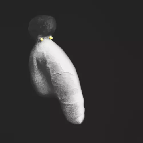 Afro Elephant - Nuthin' but Smiles by LPeroticphotography