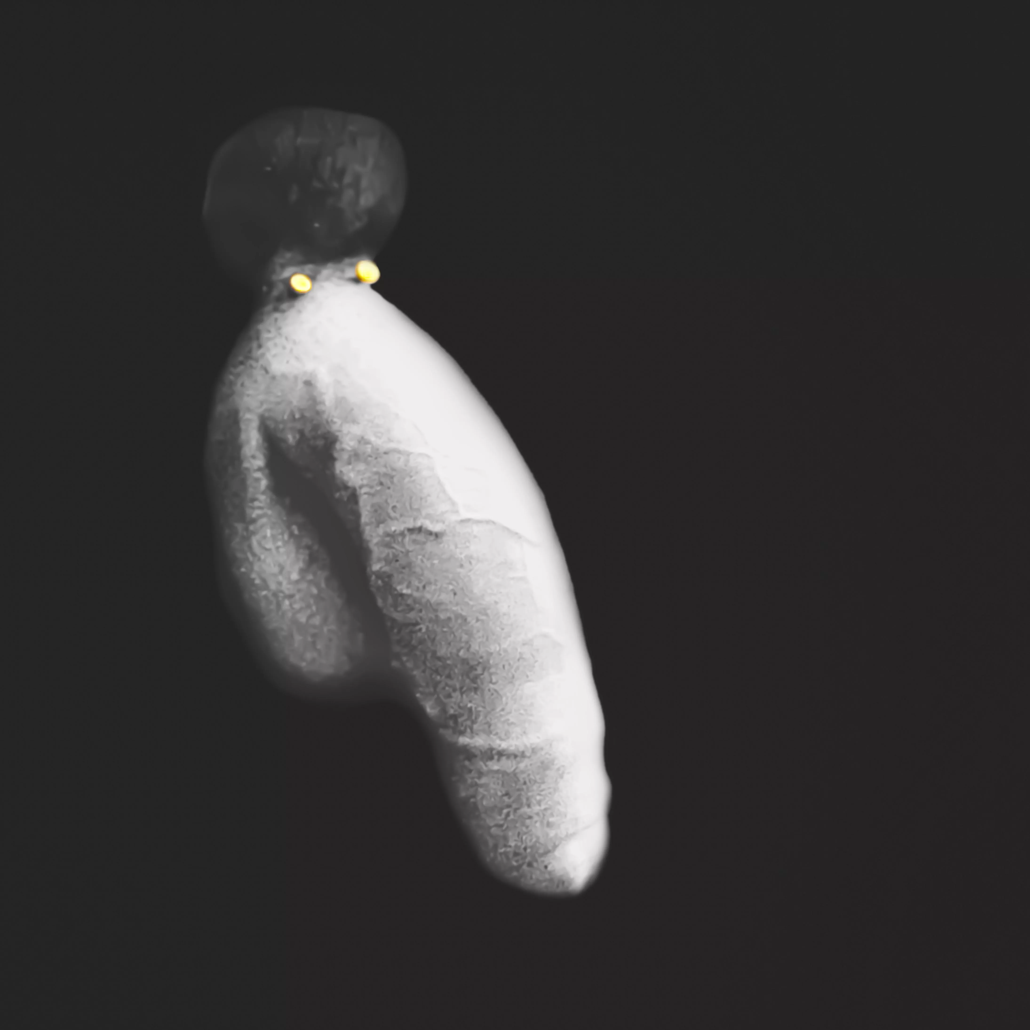 Afro Elephant - Nuthin' but Smiles posted by LPeroticphotography