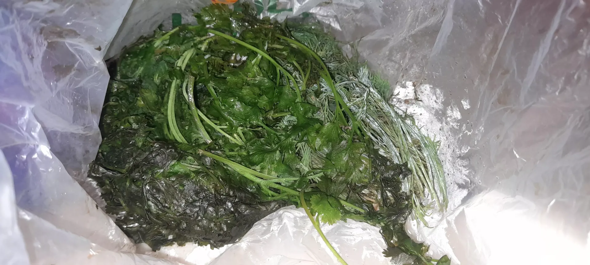 Reminder why you should not store leafy greens in the freezer posted by DepartureAcademic807