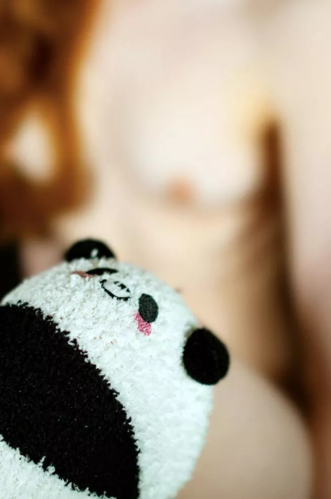 Endanger.red panda @TheShyGingerOF posted by the-shy-ginger