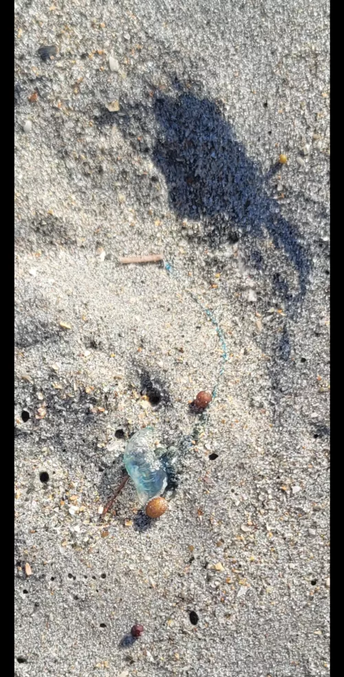 Seen a couple of these guys washed up. by LurchmonkeyJr