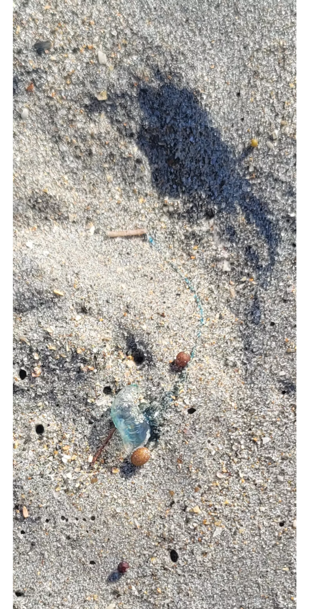 Seen a couple of these guys washed up. posted by LurchmonkeyJr