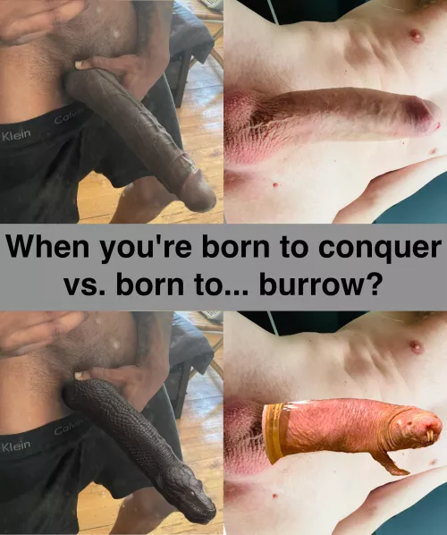 Black vs white cock by SatisfactionOver3768