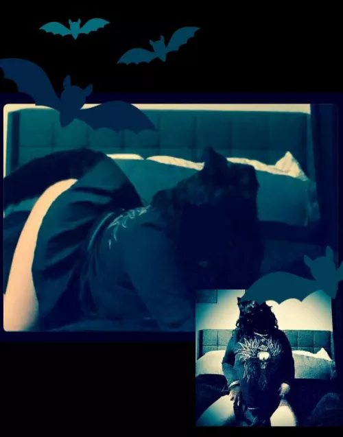 Financial Dominatrix Black Fox by eternalteaser