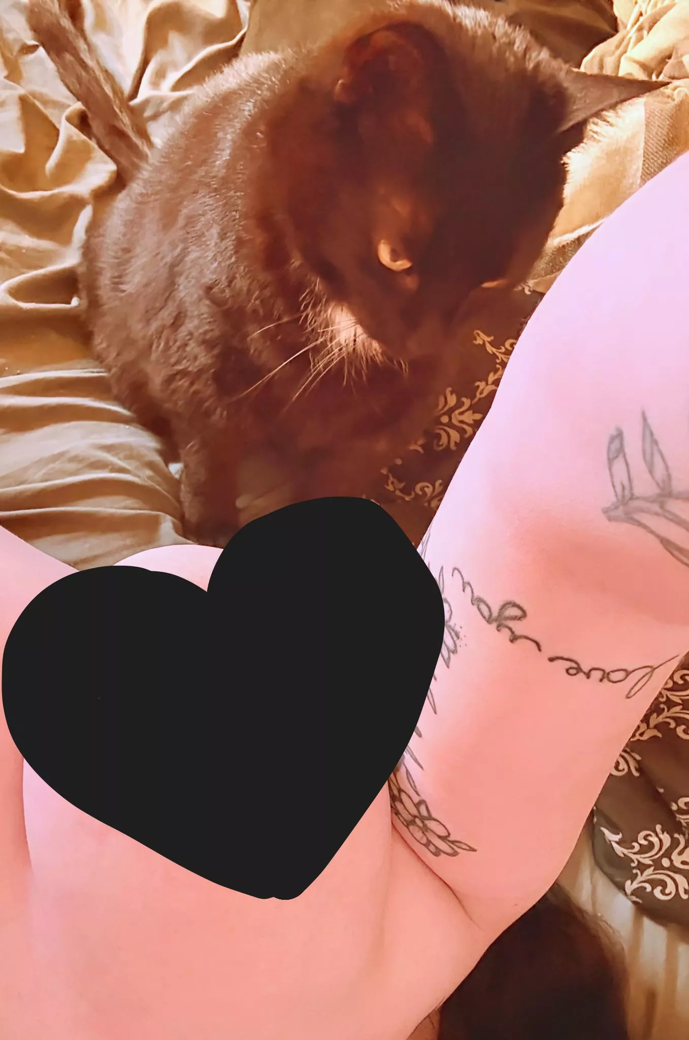 Kitty and a Titty 👀 posted by BeautifulRayne