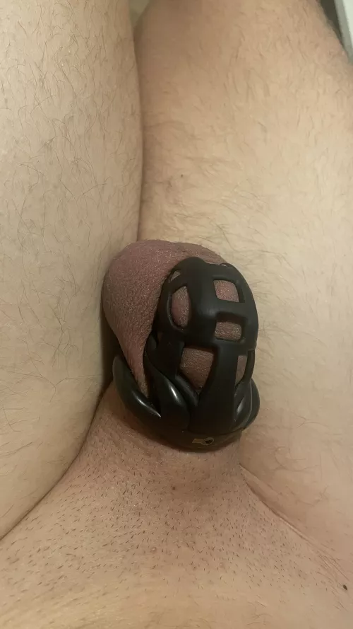 First time showing my cage by FredBongusto