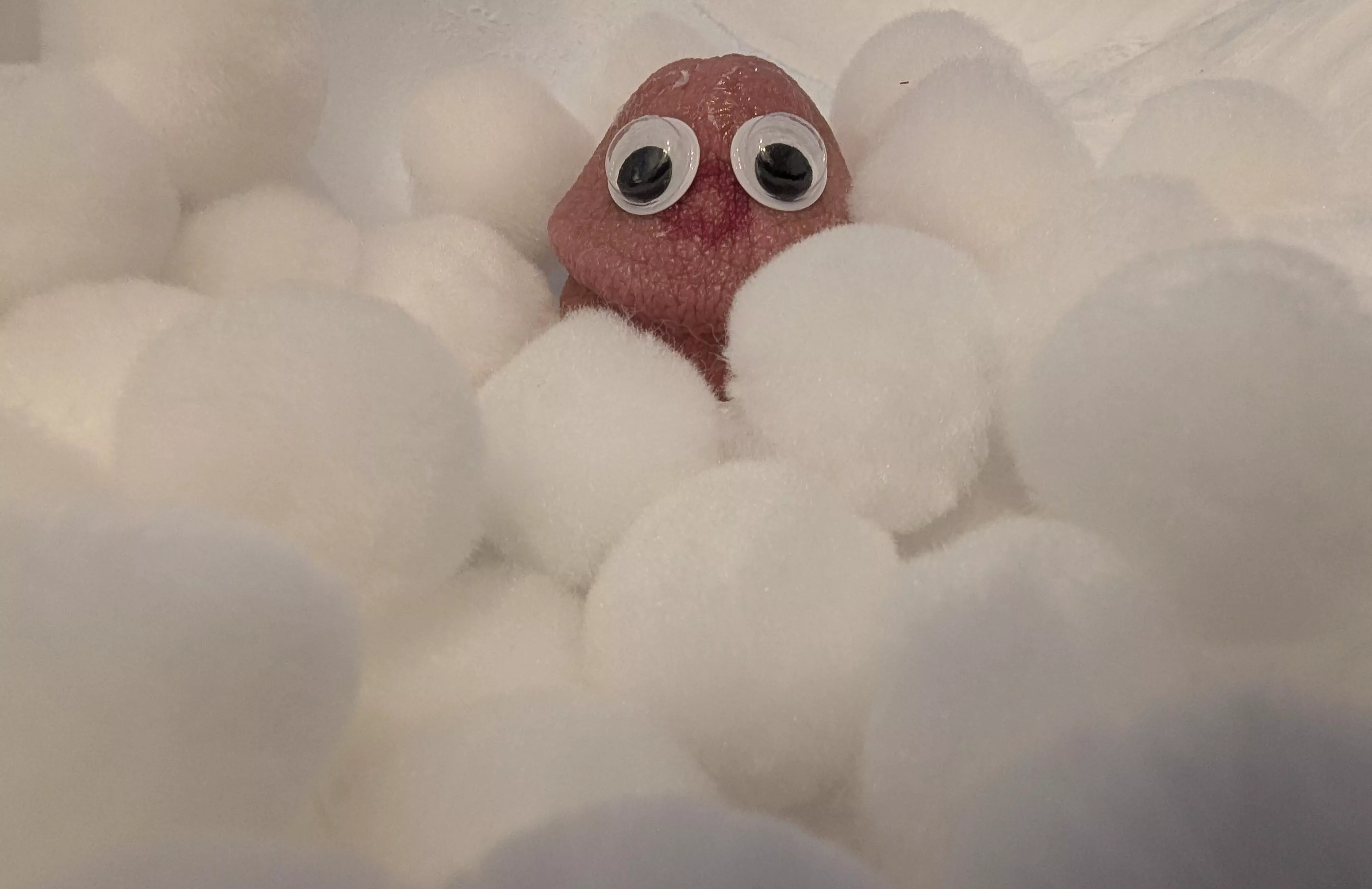 Found this guy hiding in the snow posted by Pinchedada