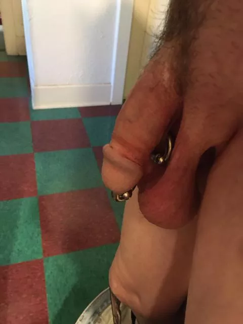 My pierced cock posted by LibHiker787