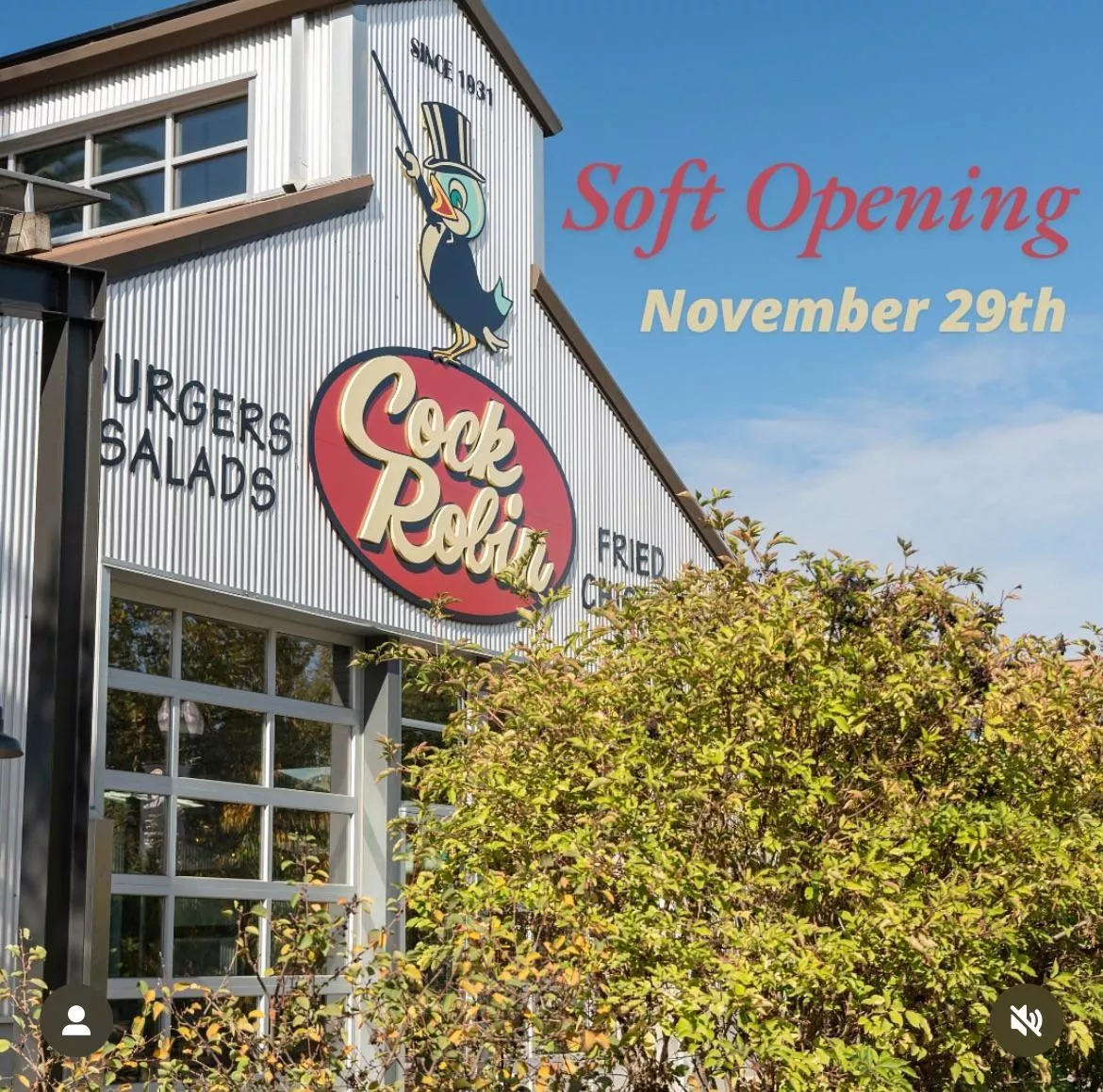 Who’s ready for the soft Cock Robin opening?  posted by norhtern