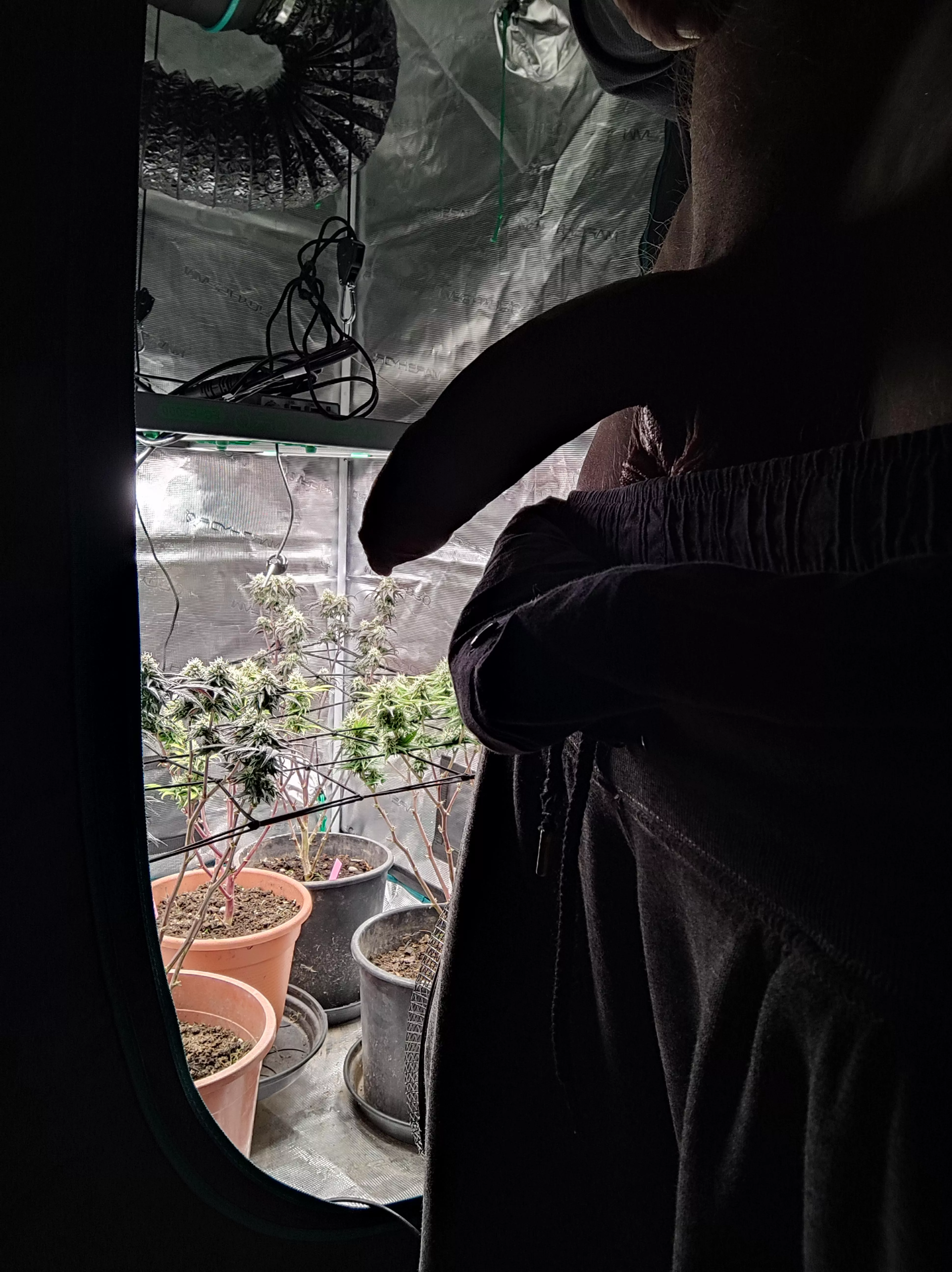 Which u Prefer? Gelato 33, White Russian or Ger(m)an dick? First Post ever! posted by marleymarl89