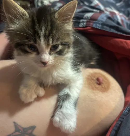 Wrinkled Nipple & Cute Kitty 🐱 by sexximamab3ar