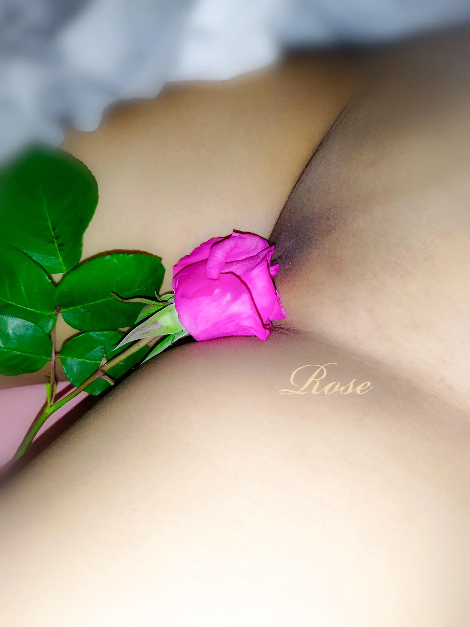 Rose posted by Free_Rose_