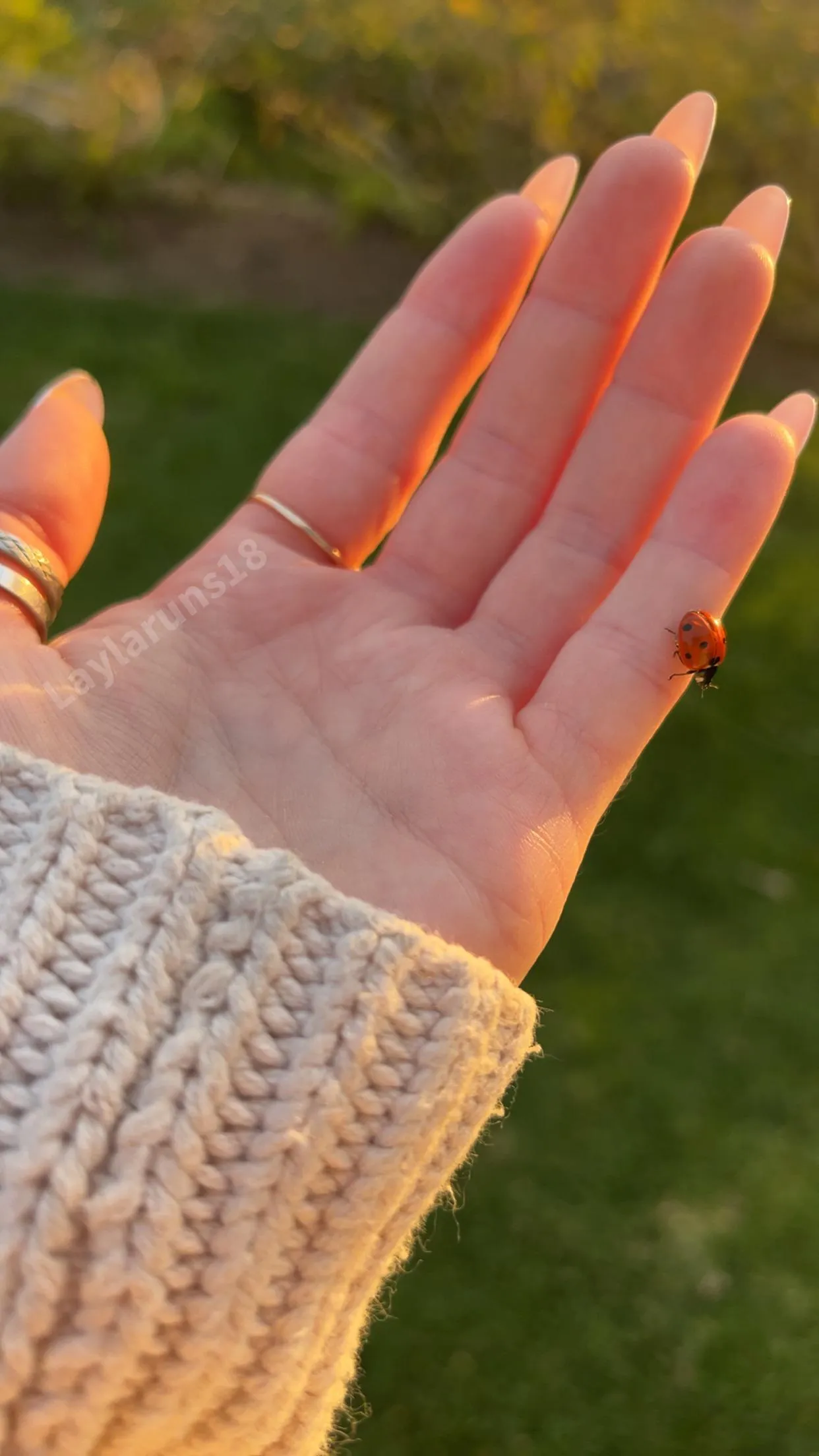 Gentle hands for everything and everyone but you 🐞 posted by laylaruns18