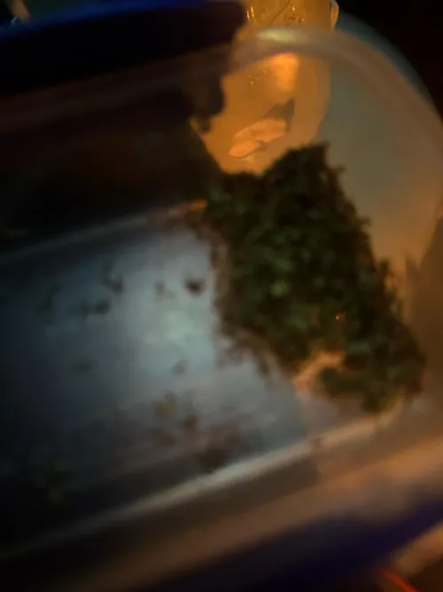 M 24 Any f near Clifton Keen I’m horny asf by Ok-Fail8648