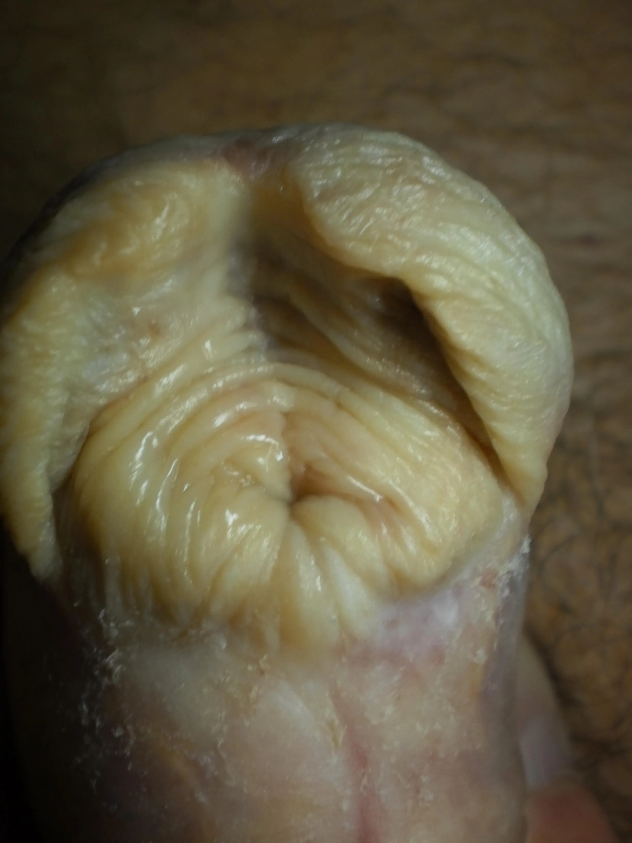 Subincision banding posted by submeato090