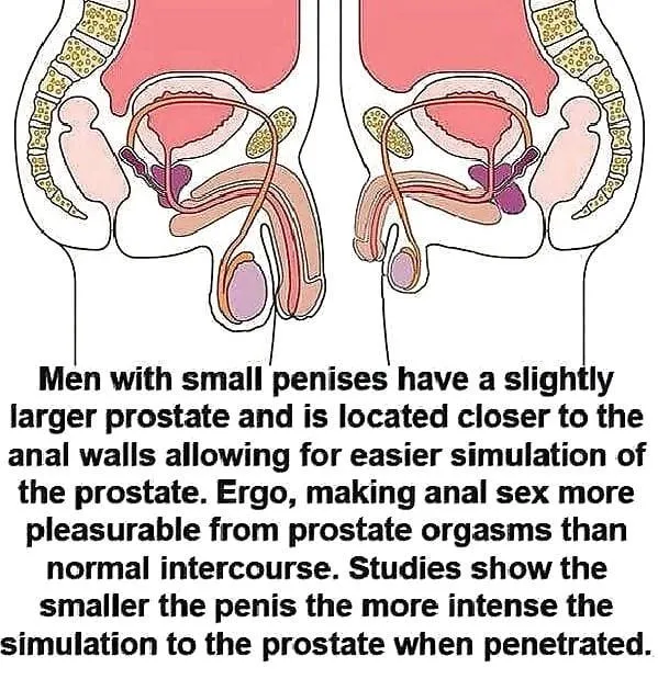 Evolution at work being penetrated slowly becoming easier and more pleasurable for whitebois posted by [deleted]