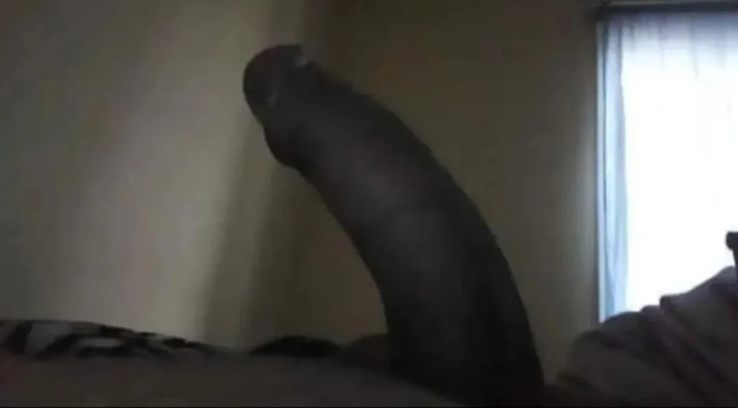 35 m latino bull from chicago with a fat cock posted by Upstairs_Indication8