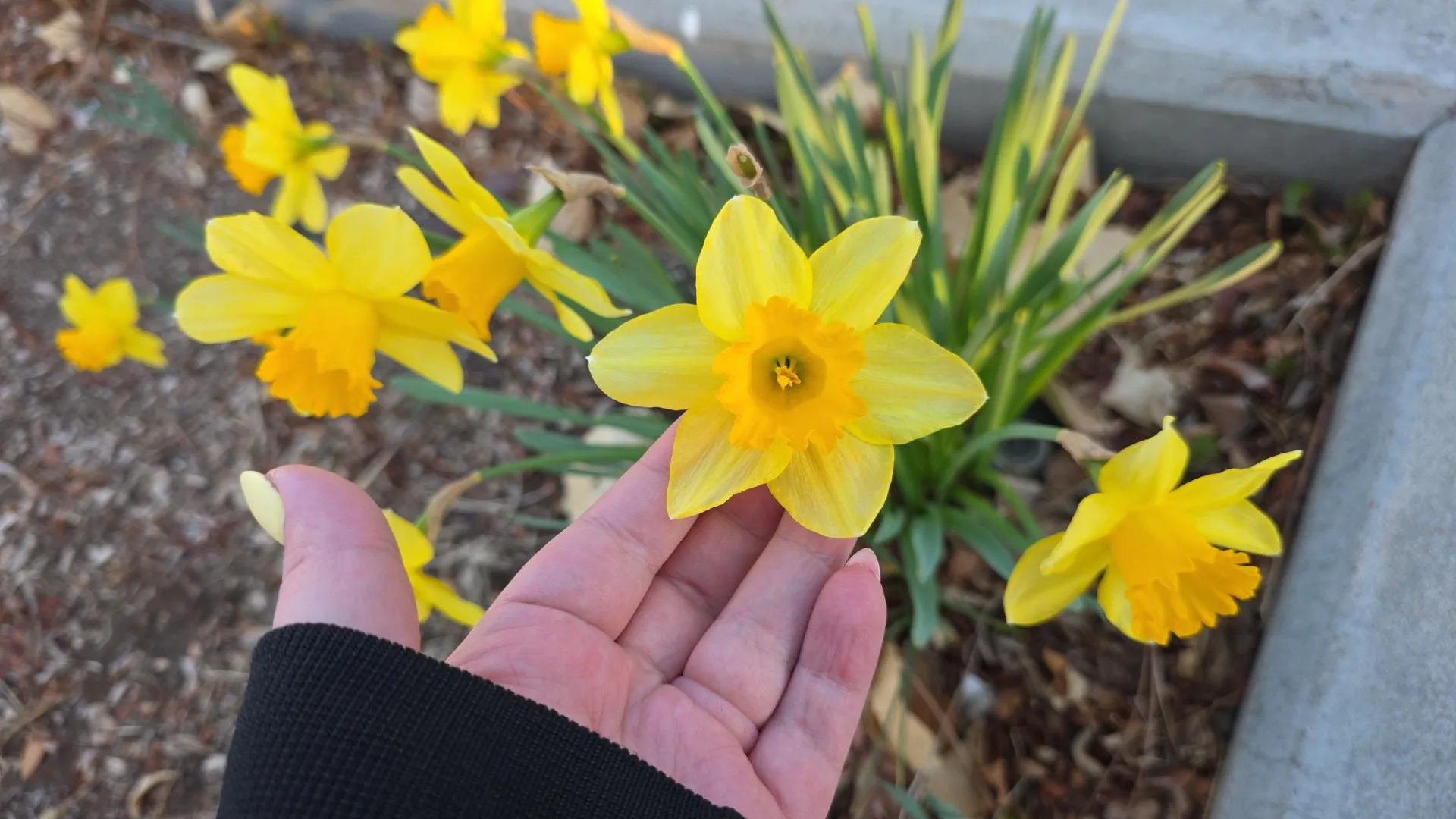 A beautiful fresh set of flowers  posted by goddessandpricess2uu
