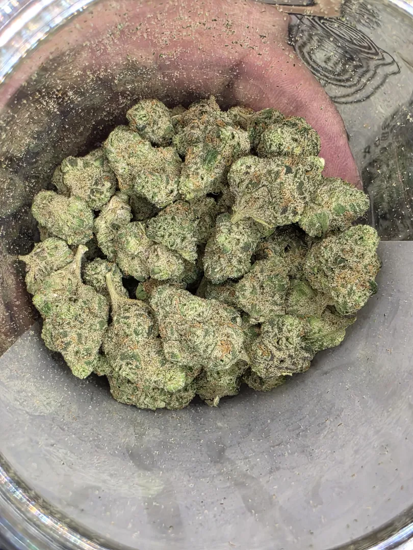 Animal Mintz posted by MrJtheone