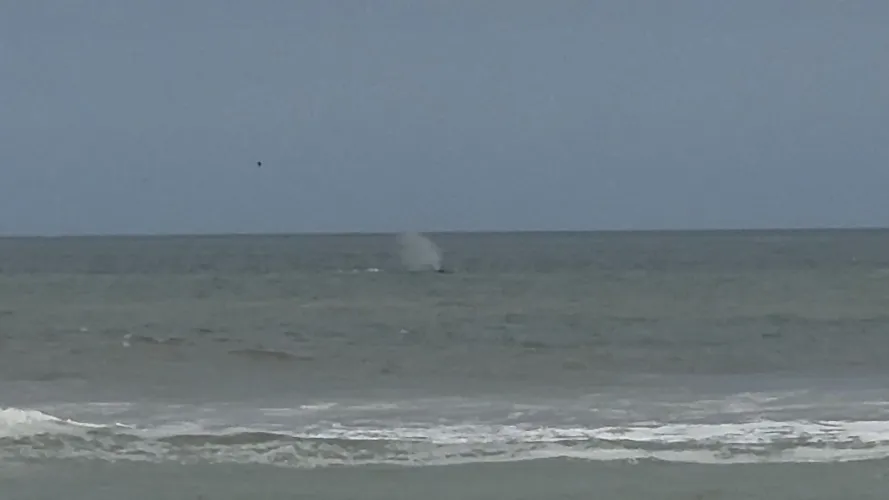 Anyone else see the whale today? by Top-Animal7700