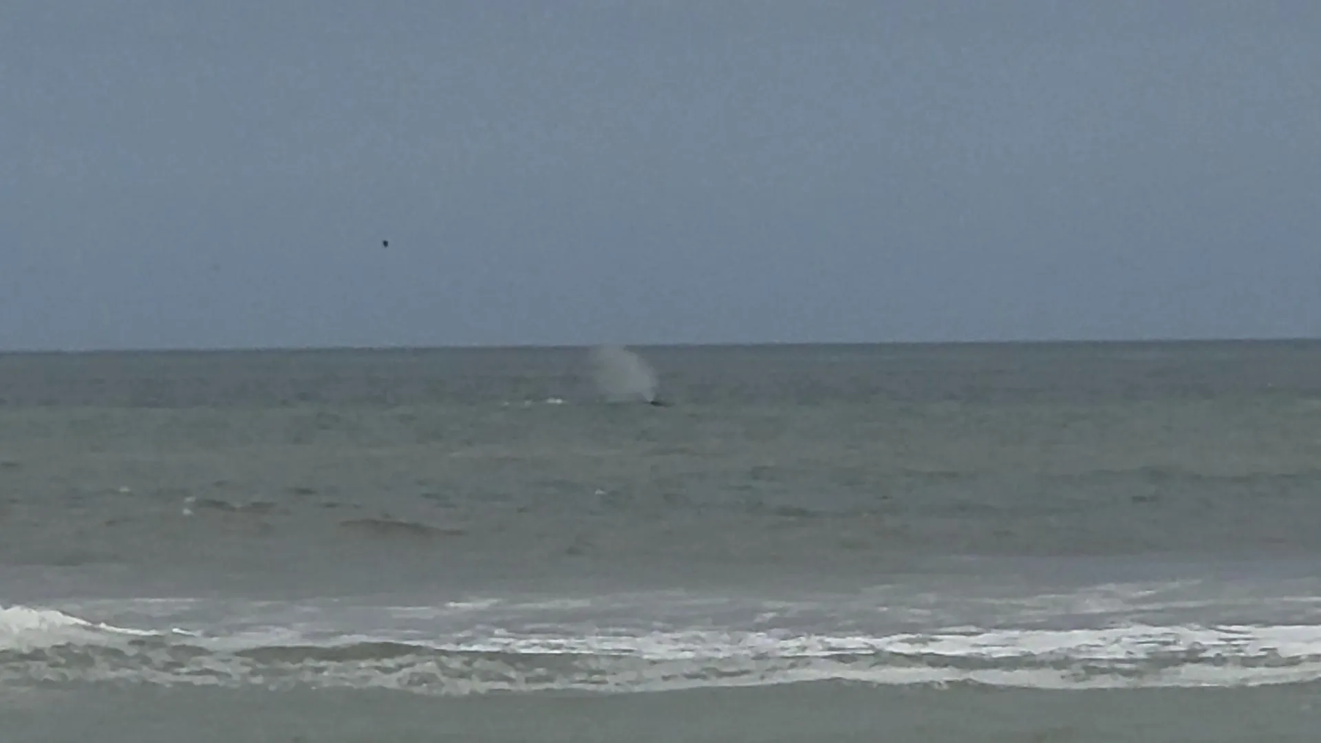 Anyone else see the whale today? posted by Top-Animal7700