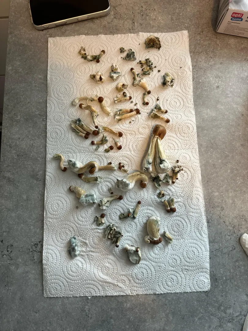 Are my mushrooms from my growing kit not eatable? posted by HalliBeHulli