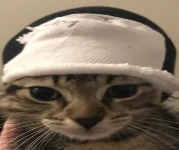 At what point did you stop feeling sympathy for Chris Chan? by Quazeroigma_5610