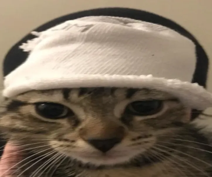 At what point did you stop feeling sympathy for Chris Chan? posted by Quazeroigma_5610