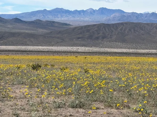 Beginning of the super bloom on DVNP by dstam3