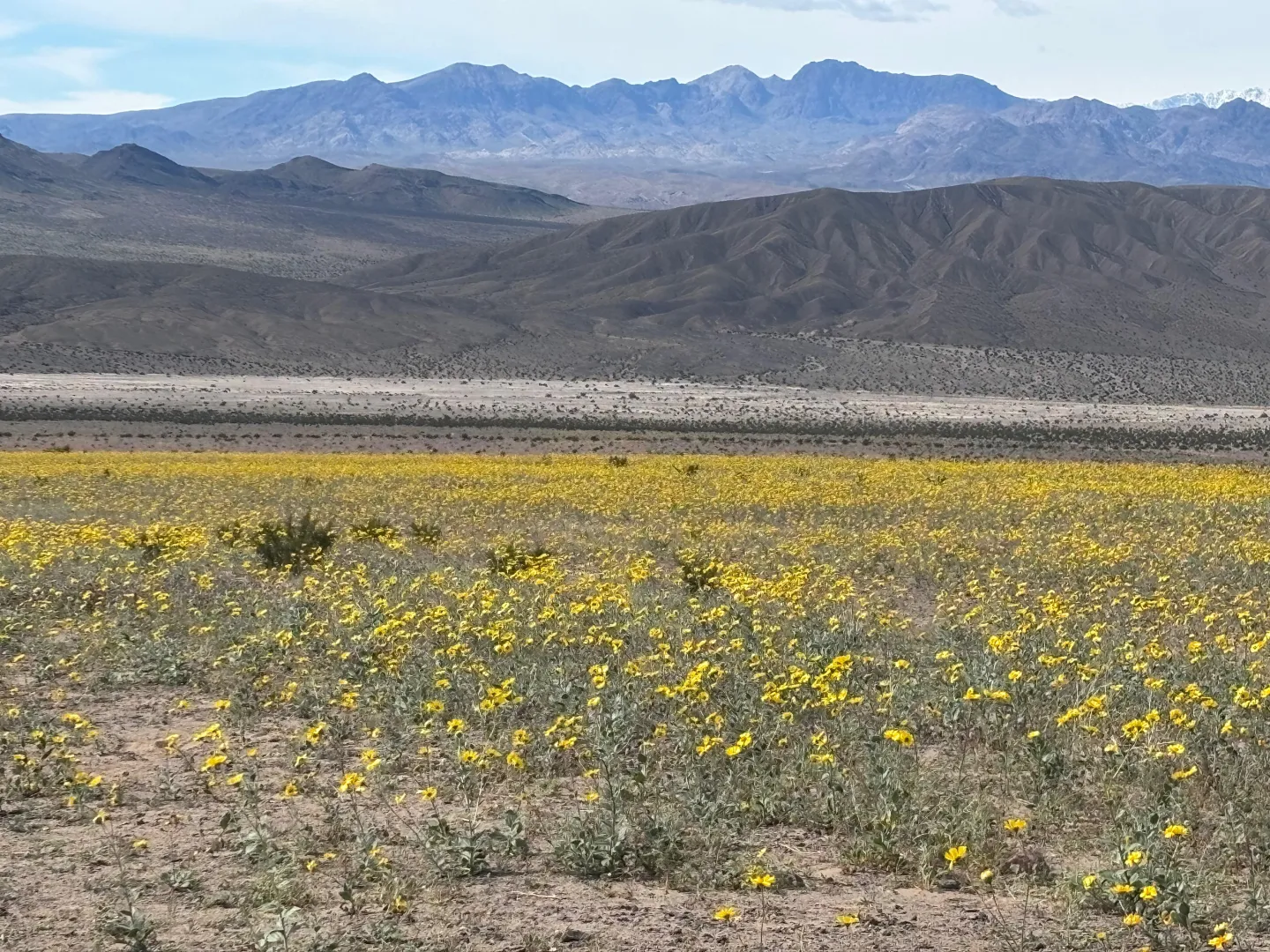 Beginning of the super bloom on DVNP posted by dstam3