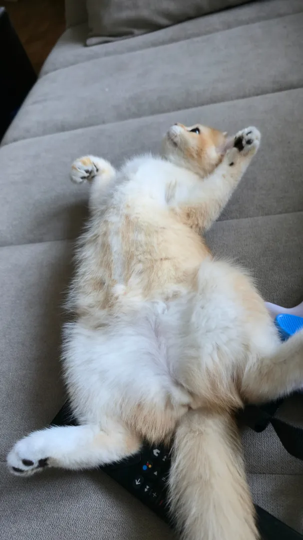 Better hurry, the [f]ood is burning posted by Dritter31